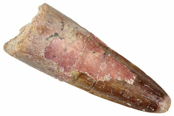 Fossil Spinosaurus Tooth - Real Dinosaur Tooth #357446